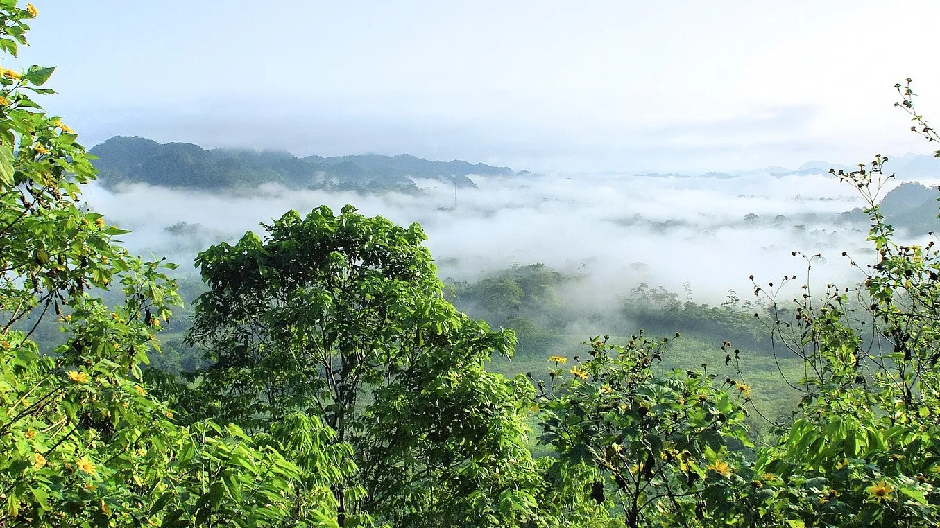 Amazonien, Primärwald 